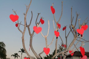 http://commons.wikimedia.org/wiki/File:Valentinesdaytree.jpg